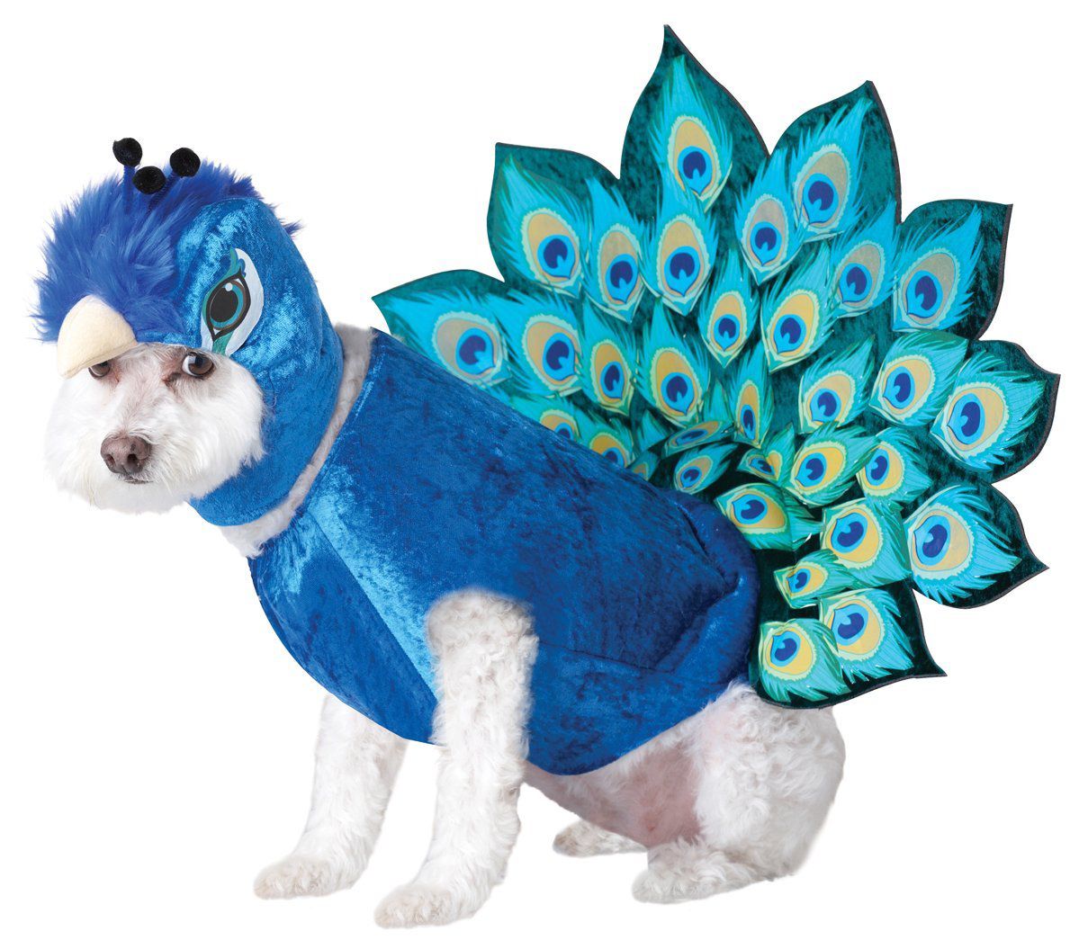 Ralph the peacock